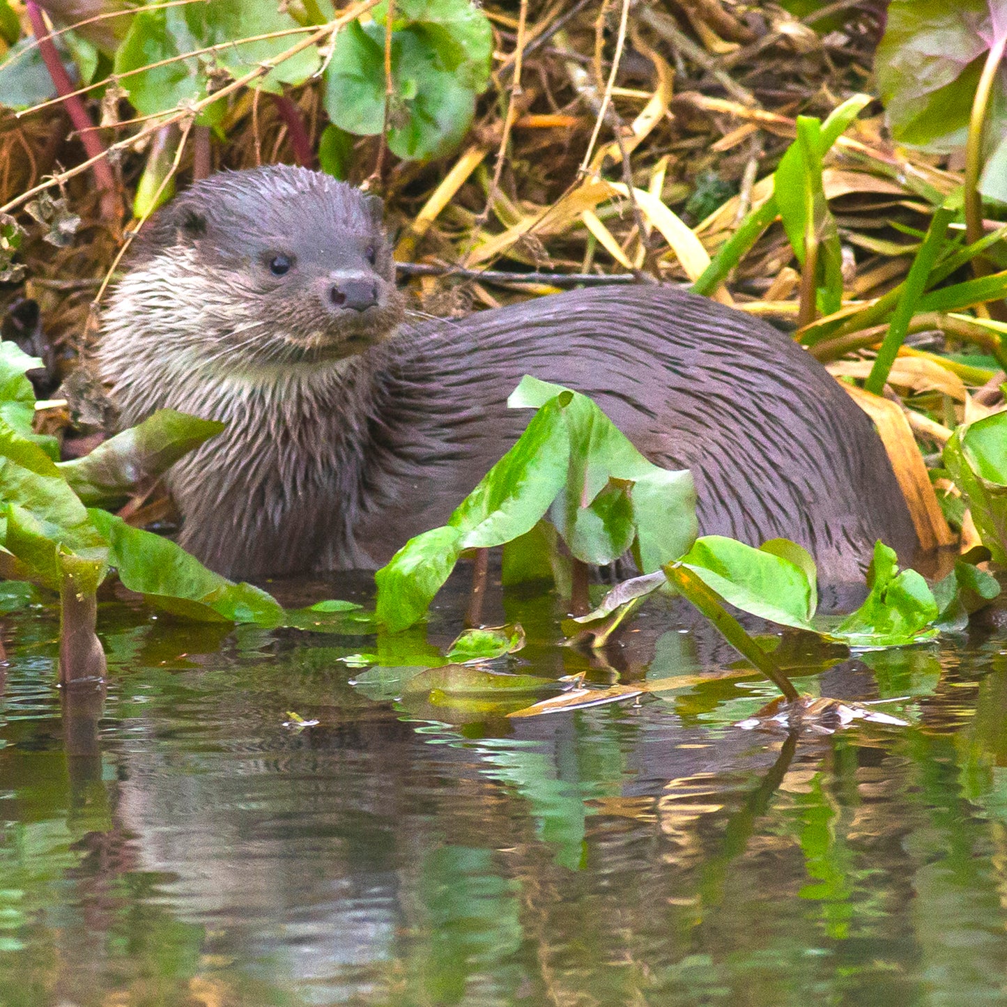 Otter Greeting Card – British Wildlife Photography | Square Greeting Card | Ideal for wildlife lovers