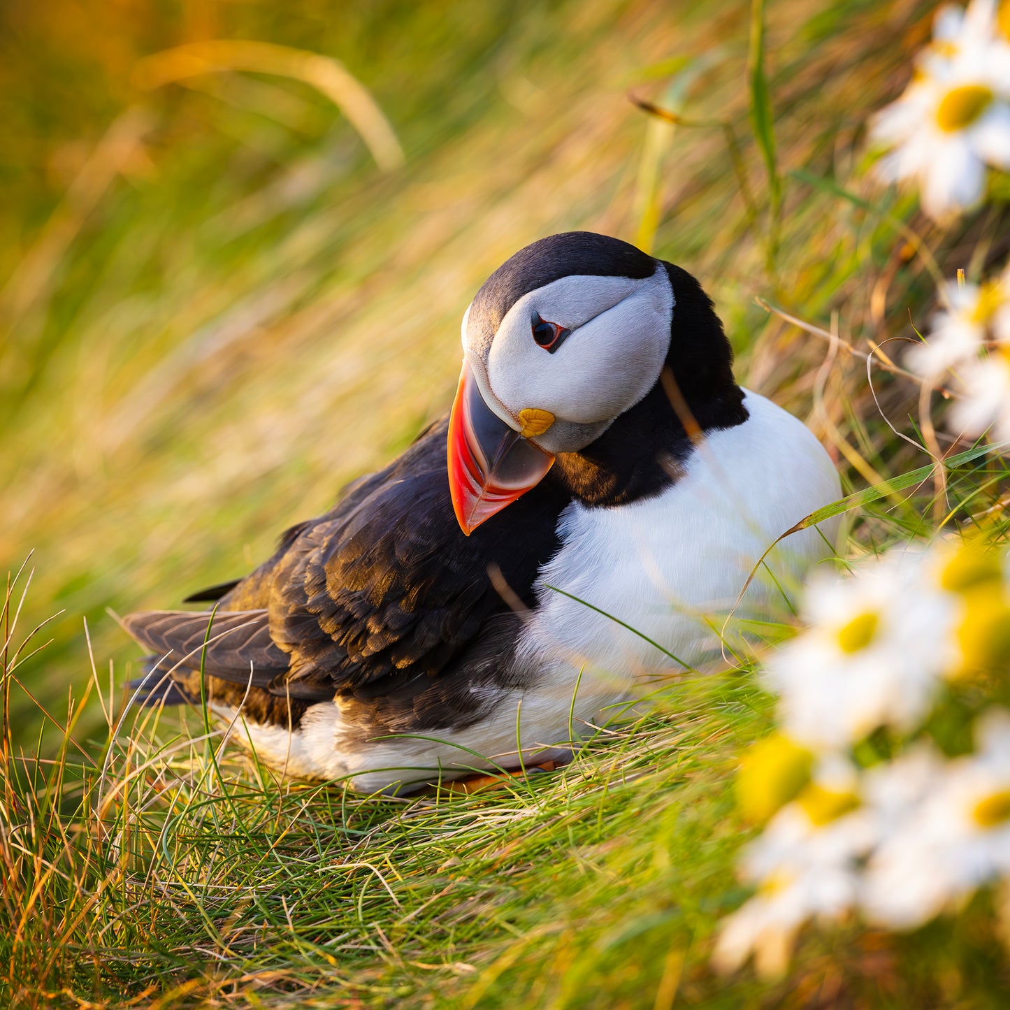 Puffin Photo Greeting Card – Wildflowers on a Shetland Cliff | Wildlife Animal Card | Bird Greetings Card | Wildlife Card | Blank Card