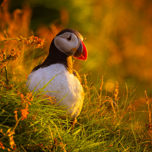 Puffin at Sunset Greeting Card – Shetland Wildlife Photography