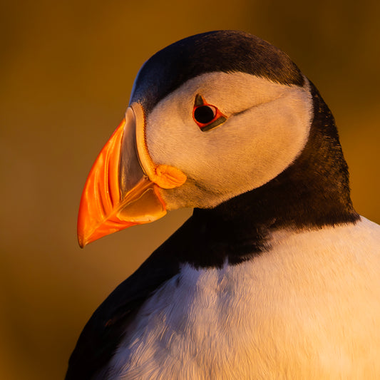 Puffin Photo Card Made in the UK | Greetings Card, Blank Card, Seashore Wildlife, Wild, Animal, Bird, Nature, Thank You Card, Birthday Card.