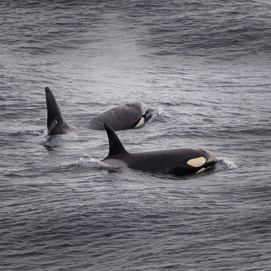 Orca Greeting Card – Stunning Shetland Wildlife Photo Card Made in the UK | Blank Card, Wild, Animal, Nature, Thank You Card, Birthday Card.