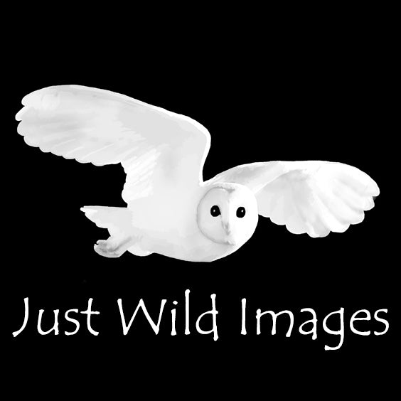 Just Wild Images