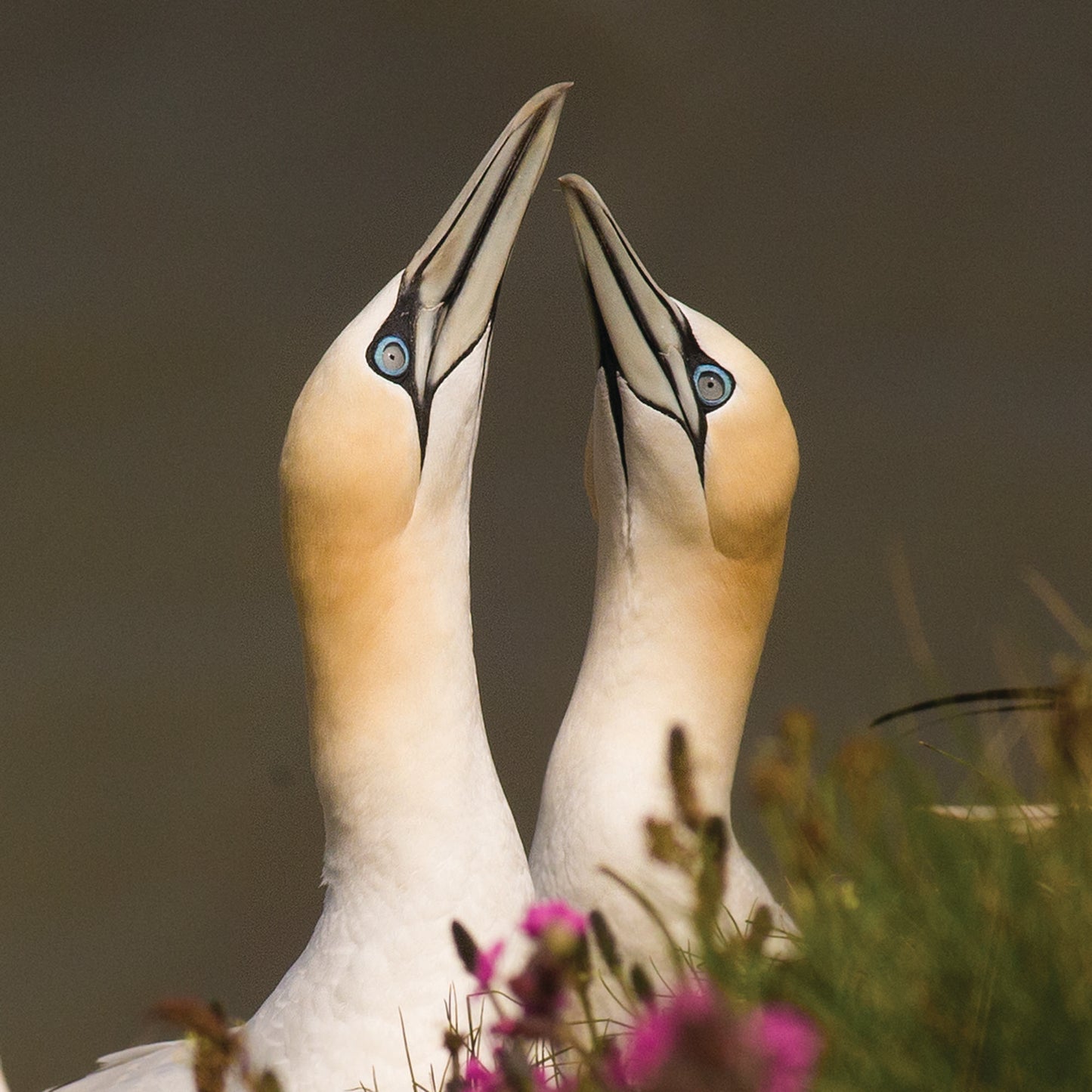 Gannet Greeting Card – Courting Pair with Purple Wildflowers | Wildlife Animal Card | Bird Greetings Card | Wildlife Card | Blank Card