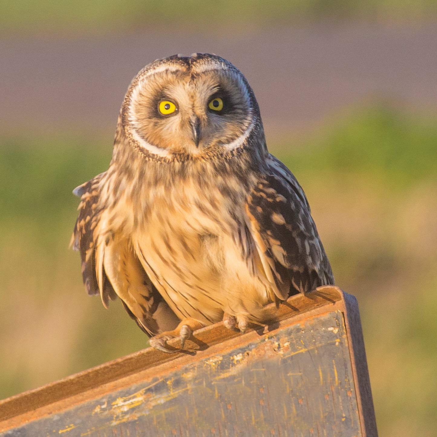 Short-eared Owl Greeting Card | Wildlife Animal Card | Bird Greetings Card | Wildlife Card | Blank Card