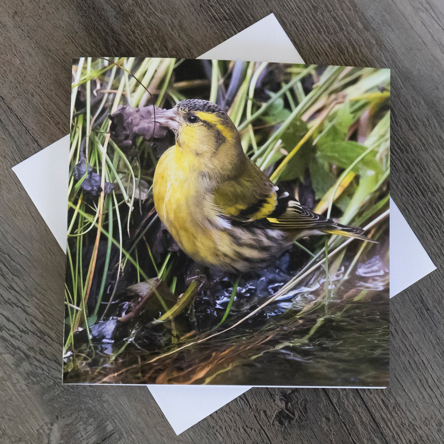 Siskin Greeting Card – Original Wildlife Photography from Shetland | Wildlife Animal Card | Bird Greetings Card | Wildlife Card | Blank Card