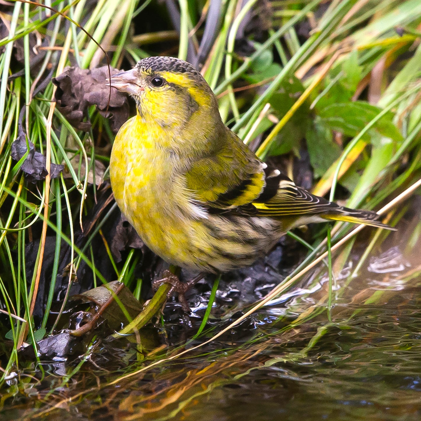 Siskin Greeting Card – Original Wildlife Photography from Shetland | Wildlife Animal Card | Bird Greetings Card | Wildlife Card | Blank Card