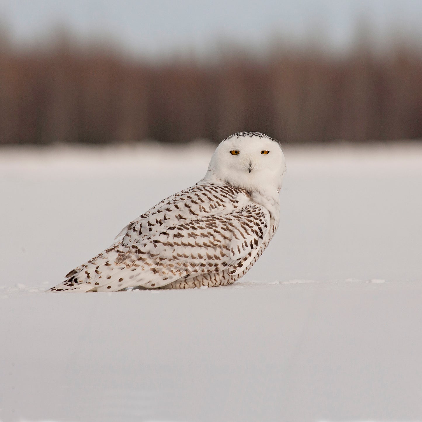 Snowy Owl Greeting Card – A Stunning Scene from Arctic Canada | Square Greeting Card | Ideal for wildlife lovers