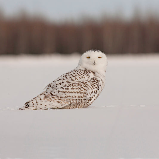 Snowy Owl Greeting Card – A Stunning Scene from Arctic Canada | Square Greeting Card | Ideal for wildlife lovers