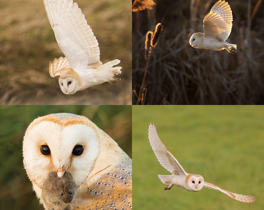 Barn Owl 4 Cards Bundle | 4 x Square Greeting Card | Wildlife Animal Card | Bird Greetings Card | Wildlife Card | Blank Card