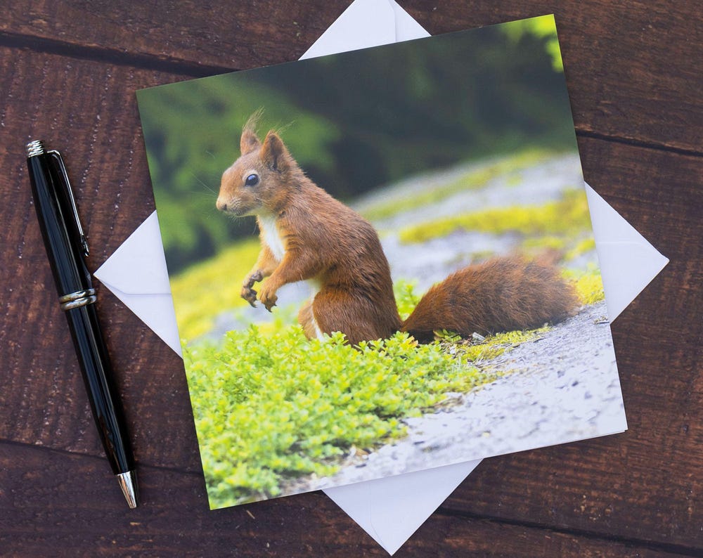 Red Squirrel Cards Bundle – Original Wildlife Photography | Wildlife Animal Card | Squirrel Greetings Card | Wildlife Card | Blank Card