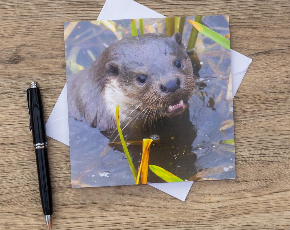 Otter Photo 4 Cards Bundle– Original Wildlife Photography | 4x Square Greeting Cards | Wildlife Animal Card | Wildlife Card | Blank Card