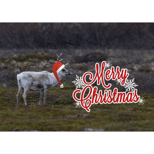 Reindeer Christmas Card – Festive and Unique Holiday Greeting | Wildlife Animal Card | Xmas Greetings Card | Wildlife Card | Blank Card